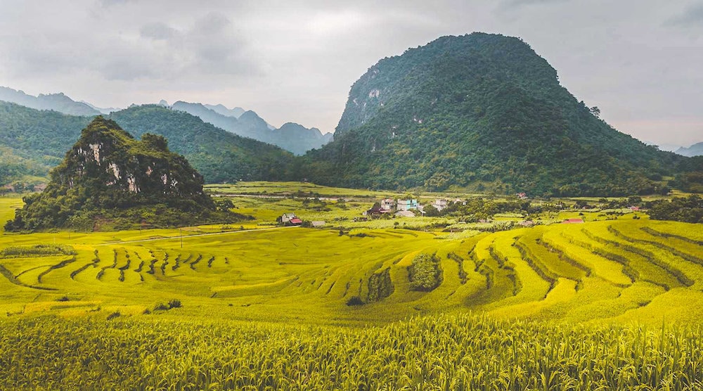 Pu Luong’s mountains are blanketed in tropical rainforest, while its valleys unfold into cascading terraces of cultivated rice fields